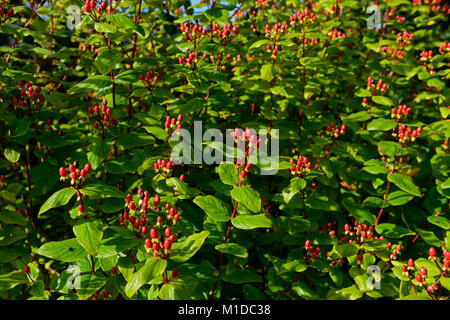 Hypericum inodorum Magische Red Star, Johanniskraut, hell, Rot, Beeren, Obst, Früchte, Herbst, Herbst, Herbst, Garten, RM Floral Stockfoto