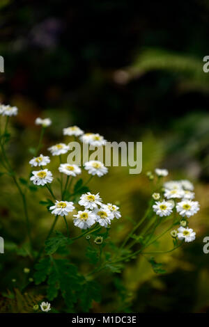 Tanacetum parthenium, Mutterkraut, weiß, Blumen, Blume, Blüte, Heilpflanze, Kräuter, traditionelle, Kräuter, Garten, Gärten, jährliche, RM Floral Stockfoto