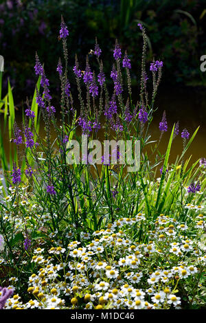 Tanacetum parthenium, Mutterkraut, weiß, Blumen, Blume, Blüte, Mix, Gemischt, Bett, Grenze, Lila, Blumen, Garten, Gärten, jährliche, RM Floral Stockfoto