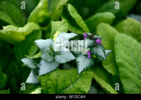 Lamium maculatum lila Drachen, beschmutzt henbit, tote Nessel, mehrjährige Pflanze, Blatt, Blätter, Laub, bunt, RM Floral Stockfoto