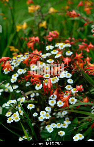 Tanacetum parthenium, Mutterkraut, weiß, Blumen, Blume, Blüte, Mix, Gemischt, Bett, Grenze, crocosmia, Orange, Garten, Gärten, jährliche, RM Floral Stockfoto