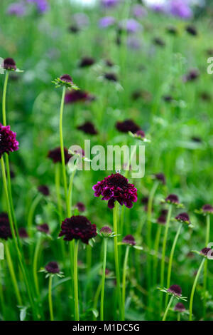 Scabiosa atropurpurea Schwarze Ritter, scabious, Lila, Blüte, Blumen, Blüte, jährliche, Jahrbücher, RM floral Stockfoto