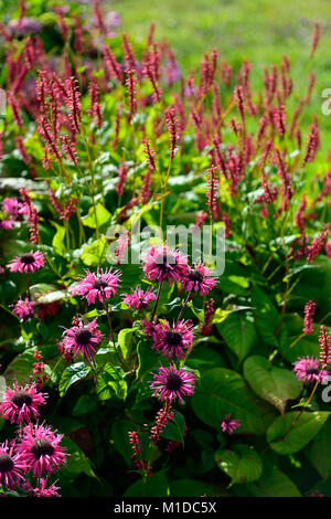 Monarda Rosa Spitze, Persicaria amplexicaulis Taurus, Rosa, Blumen, Blume, Blüte, Heilpflanze, Kräuter, traditionelle, Kräuter, Garten, Gärten, RM Floral Stockfoto