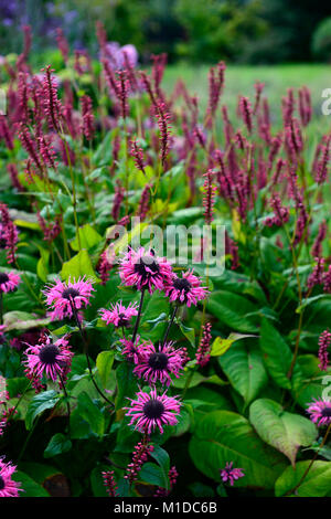 Monarda Rosa Spitze, Persicaria amplexicaulis Taurus, Rosa, Blumen, Blume, Blüte, Heilpflanze, Kräuter, traditionelle, Kräuter, Garten, Gärten, RM Floral Stockfoto