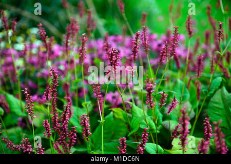 Persicaria amplexicaulis Taurus, Rosa, Blumen, Blume, Blüte, Stauden, Garten, Gärten, RM Floral Stockfoto