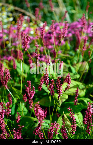 Persicaria amplexicaulis Taurus, Rosa, Blumen, Blume, Blüte, Heilpflanze, Kräuter, traditionelle, Kräuter, Garten, Gärten, RM Floral Stockfoto