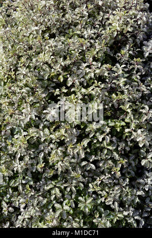 Pittosporum tenuifolium Silver Queen, tawhiwhi Silver Queen
