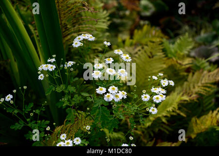 Tanacetum parthenium, Mutterkraut, weiß, Blumen, Blume, Blüte, Heilpflanze, Kräuter, traditionelle, Kräuter, Garten, Gärten, jährliche, RM Floral Stockfoto