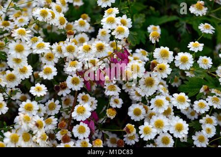 Tanacetum parthenium, Mutterkraut, weiß, Blumen, Blume, Blüte, Heilpflanze, Kräuter, traditionelle, Kräuter, Garten, Gärten, jährliche, RM Floral Stockfoto