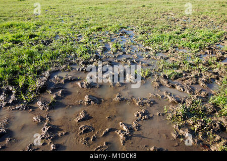 Waterlogged überflutet schlammigen Sportplatz Feld Garten Rasen Stockfoto