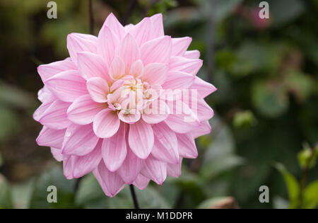 Dahlie Karma Prospero Blume im Garten. Stockfoto