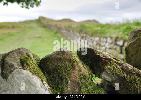 Moos flechten bedeckt Steinmauer mit sehr geringer Tiefenschärfe und Mauer in die Ferne führen. Hadrian's Wall, Northumberland Stockfoto