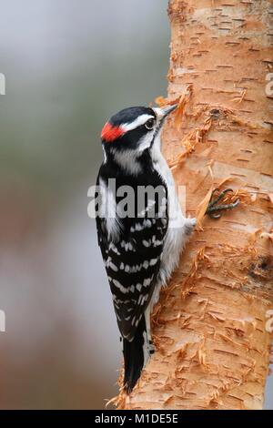 Ein männlicher Downy Woodpecker Picoides pubescens Nahrungssuche auf einem Zweig im Winter Stockfoto