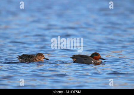 Ein paar grüne winged teal Anas crecca Schwimmen auf blauem Wasser. Stockfoto