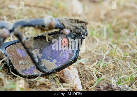 Neues Leben findet einen Weg auf den verlorenen Gläser, Waiheke Island Stockfoto