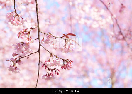 Schönen wilden Himalayan Kirsche oder Thai sakura Blume Stockfoto