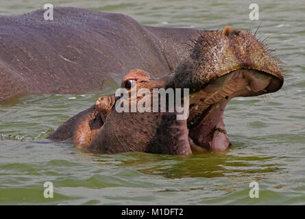 Hippopotamus aus Lake George mit offenem Mund in Uganda Queen Elizabeth National Park. Stockfoto