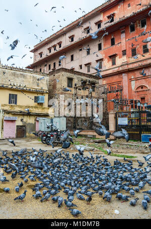 Jaipur, Indien - May 27, 2015. Herde von Tauben Fütterung auf dem Stadtplatz von Jaipur in Rajasthan, Indien. Stockfoto