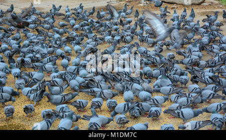 Herde von Tauben Fütterung auf dem Stadtplatz von Jaipur in Rajasthan, Indien. Stockfoto