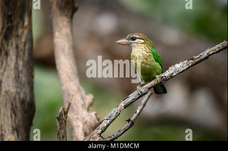 Weiß ist barbet auf einem Ast (Psilopogon viridis) auf der Suche nach seinem Kumpel gehockt Stockfoto