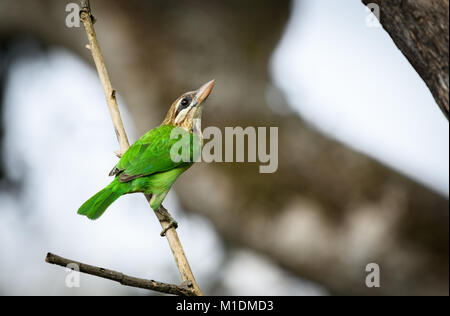 Weiß ist barbet auf einem Ast (Psilopogon viridis) auf der Suche nach seinem Kumpel gehockt Stockfoto