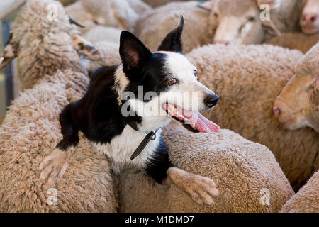 Reiten auf der Schafe - ein schwarzer und weißer Border Collie ruht auf dem Rücken von einer Herde von Merino-schafen nachdem Sie sie in die Schafe gehütet Stockfoto