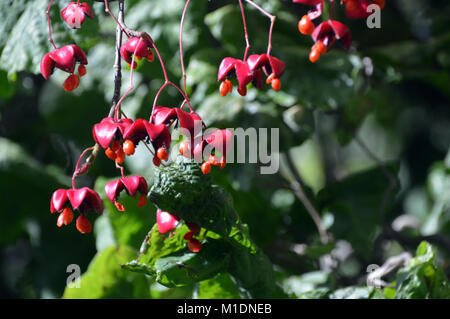 Die Samen/Beeren der Euonymus oxyphyllus Koreanisch/Japanisch Spindel, Baum an RHS Garden Harlow Carr, Harrogate, Yorkshire. UK. Stockfoto