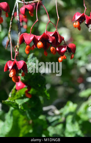 Die Samen/Beeren der Euonymus oxyphyllus Koreanisch/Japanisch Spindel, Baum an RHS Garden Harlow Carr, Harrogate, Yorkshire. UK. Stockfoto