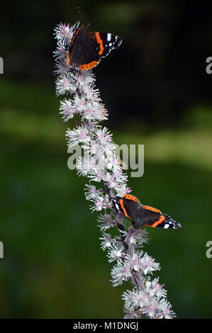 Paar rote Schmetterlinge Admiral (Vanessa atalanta) auf Actaea simplex (Atropurpurea Gruppe), Blume an RHS Garden Harlow Carr, Harrogate, Yorkshire. UK. Stockfoto