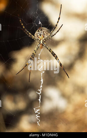 Weibliche gelappt Argiope spider (Argiope lobata) in eine ventrale Ansicht Perspektive hängen auf seiner Website. Weiß zig-zag stabilimenta deutlich sichtbar vor Stockfoto