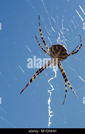 Weibliche gelappt Argiope spider (Argiope lobata) in einer dorsalen Ansicht Perspektive hängen auf seiner Website gegen einen klaren blauen Himmel. Weiß zig-zag stabilimen Stockfoto