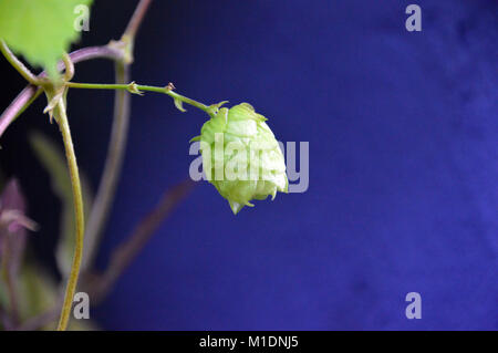 Single Hopfen (Humulus lupulus) Blume hängend an der Rebe auf einem violetten Hintergrund gewachsen, an RHS Garden Harlow Carr, Harrogate, Yorkshire. UK. Stockfoto