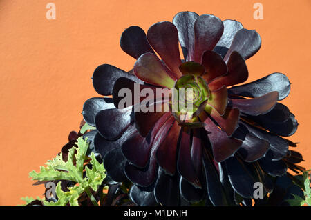 Lila (Aeonium arboreum Atropurpureum) auf orangem Hintergrund, an RHS Garden Harlow Carr, Harrogate, Yorkshire gewachsen. UK. Stockfoto