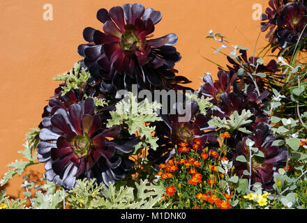 Lila (Aeonium arboreum Atropurpureum) auf orangem Hintergrund, an RHS Garden Harlow Carr, Harrogate, Yorkshire gewachsen. UK. Stockfoto