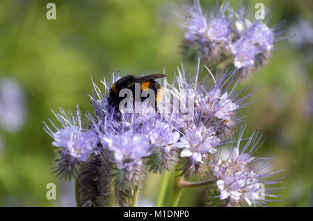 Buff-tailed Hummel auf Gründüngung (Phacelia tanacetifolia) Blumen gewachsen in einem Feld, an RHS Garden Harlow Carr, Harrogate zu befruchten, Stockfoto