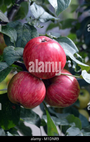 Drei rote helle Zukunft Äpfel hängen an einem Zweig im Obstgarten, an RHS Garden Harlow Carr, Harrogate, Yorkshire. UK. Stockfoto