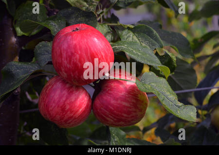 Drei rote helle Zukunft Äpfel hängen an einem Zweig im Obstgarten, an RHS Garden Harlow Carr, Harrogate, Yorkshire. UK. Stockfoto