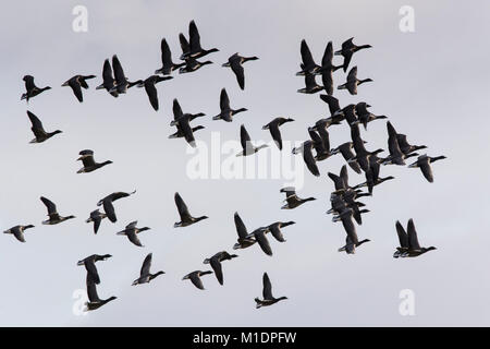 Knäuel Ringelgänse über den Himmel Stockfoto