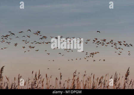 Knäuel Ringelgänse über den Himmel Stockfoto