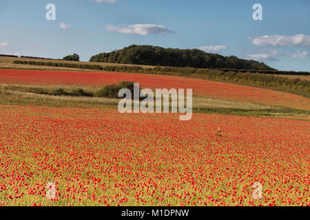 Felder der Mohnblumen in der Brise. Stockfoto