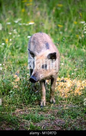 Junge Wildschweine im Frühjahr grüne Wiesen Stockfoto