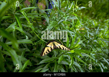 Kanadische Tiger Schwalbenschwanz Schmetterling (Papilio Canadensis) fliegen über dem Rasen Stockfoto