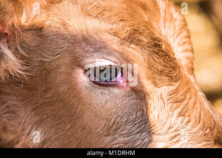 Junge Kälber werden immer beobachten Sie in den ersten Tagen des Lebens. Stockfoto