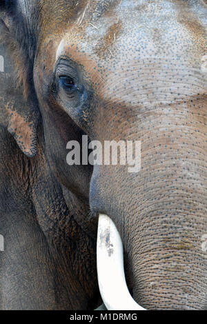 Asiatischer Elefant (Elephas maximus) auf Kamera schaut. Vertikale Nahaufnahme Bild. Stockfoto