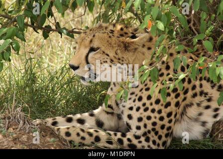 Safari in Kenia - Leopard Acinonyx jubatus Liegen im Schatten unter Bush Stockfoto