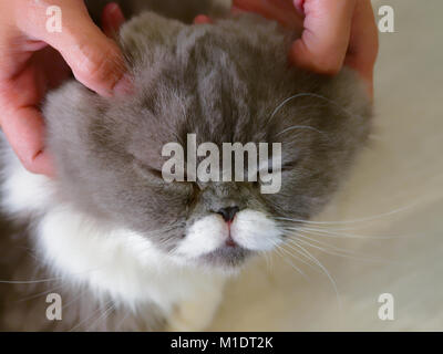 Frau Hände pet und Massage auf dem Kopf von grauen und weißen adorable Katze mit geschlossenen Augen über Holz- Hintergrund Stockfoto