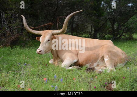 Eine braune Texan longhorn Kuh liegt in einem Texas wildflower abgedeckten Bereich Stockfoto