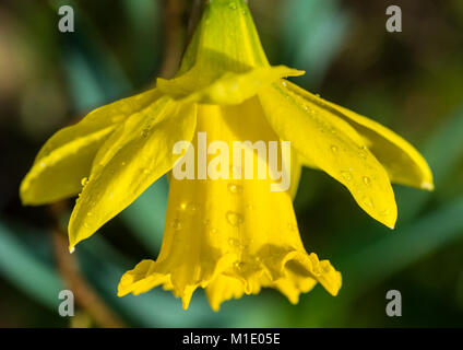 Eine Makroaufnahme der Regentropfen auf den Schall der Posaune eine Narzisse Blüte. Stockfoto