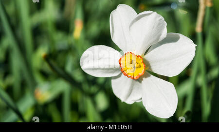 Eine Makroaufnahme eines weißen Fasane Auge narzisse Blüte. Stockfoto