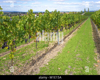 Rote Trauben kurz vor der Ernte in Rheinhessen, Deutschland Stockfoto